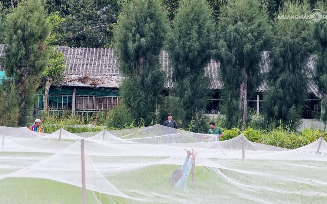 กิจกรรมกางมุ้งป้องกันนกในแปลงข้าวพันธุ์ เพื่อป้องกันนกเข้าทำลายเมล็ดข้าวและช่วยลดความเสียหายที่อาจเกิดขึ้นกับผลผลิต