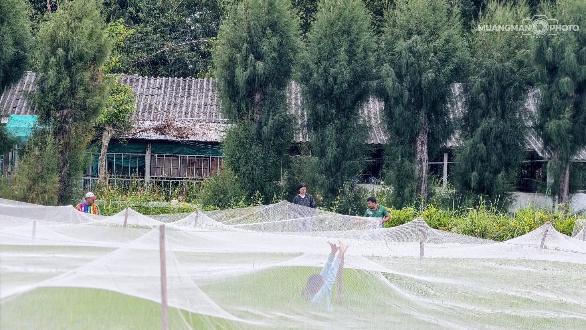 กิจกรรมกางมุ้งป้องกันนกในแปลงข้าวพันธุ์ เพื่อป้องกันนกเข้าทำลายเมล็ดข้าวและช่วยลดความเสียหายที่อาจเกิดขึ้นกับผลผลิต